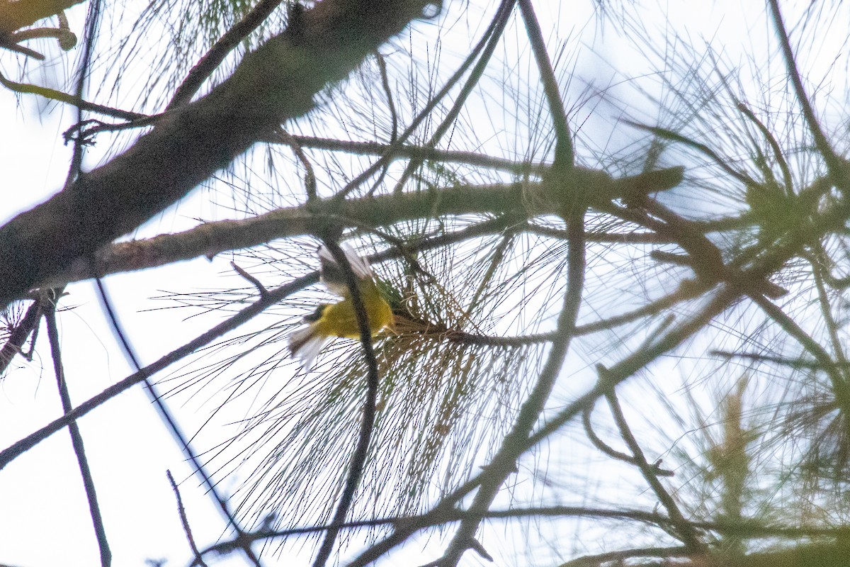 Common Iora - ML530500631