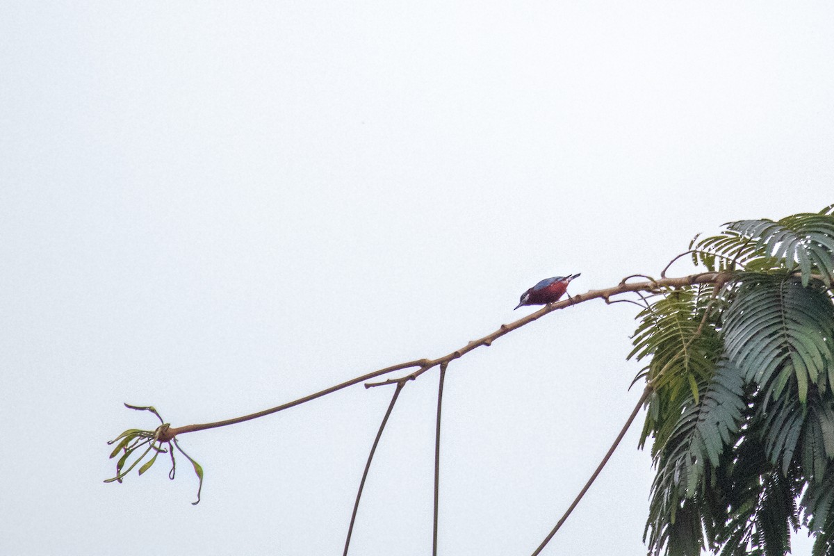 Chestnut-bellied Nuthatch - ML530500691