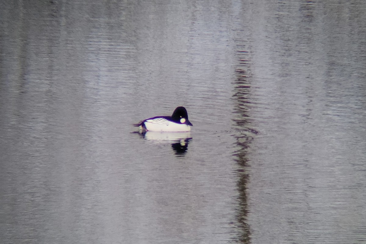 Common Goldeneye - ML530501091