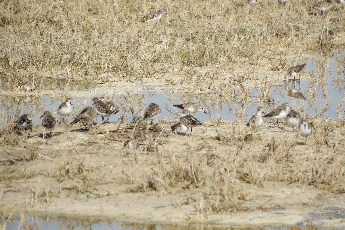 Zwergstrandläufer - ML53050341