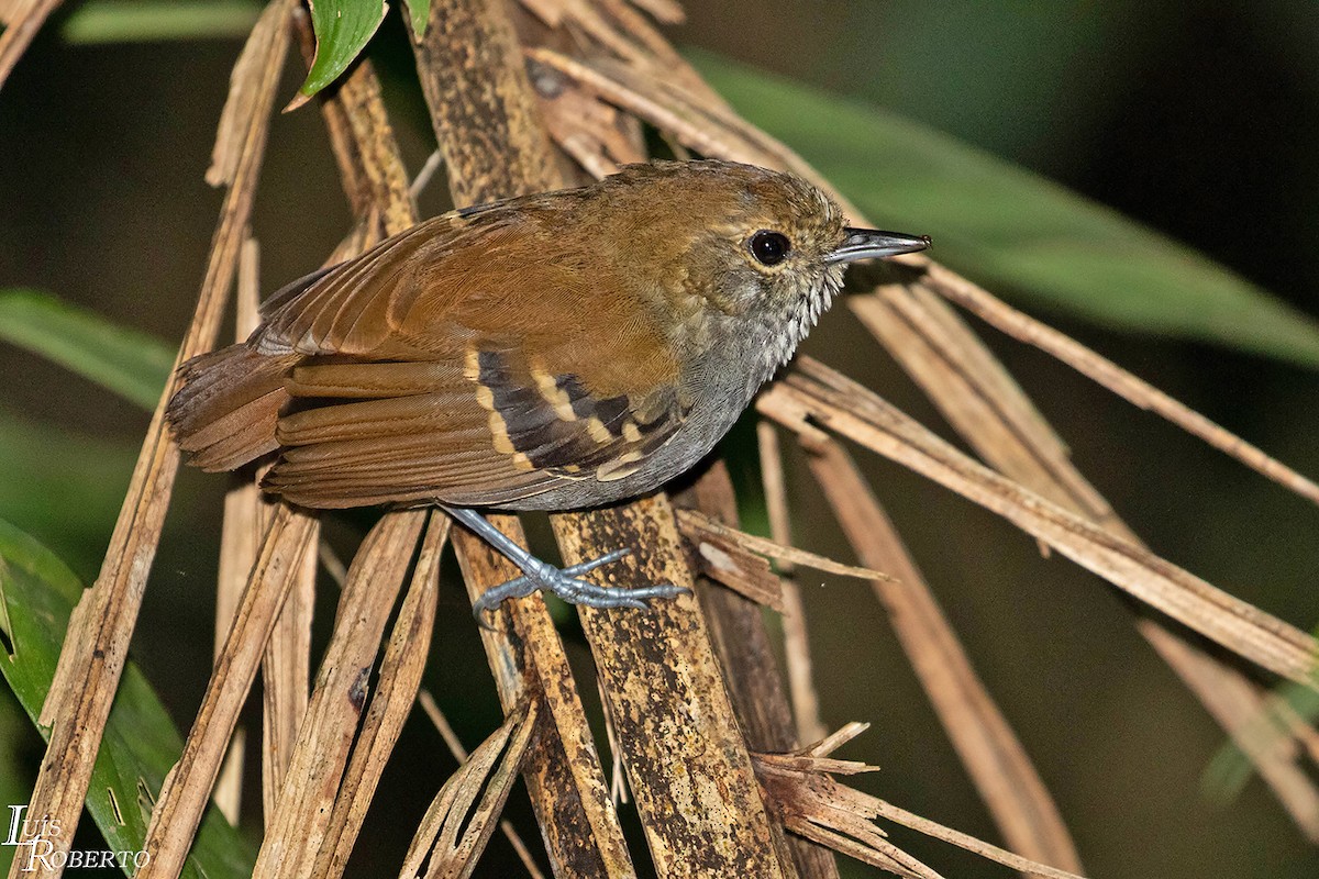 Star-throated Antwren - ML530504131