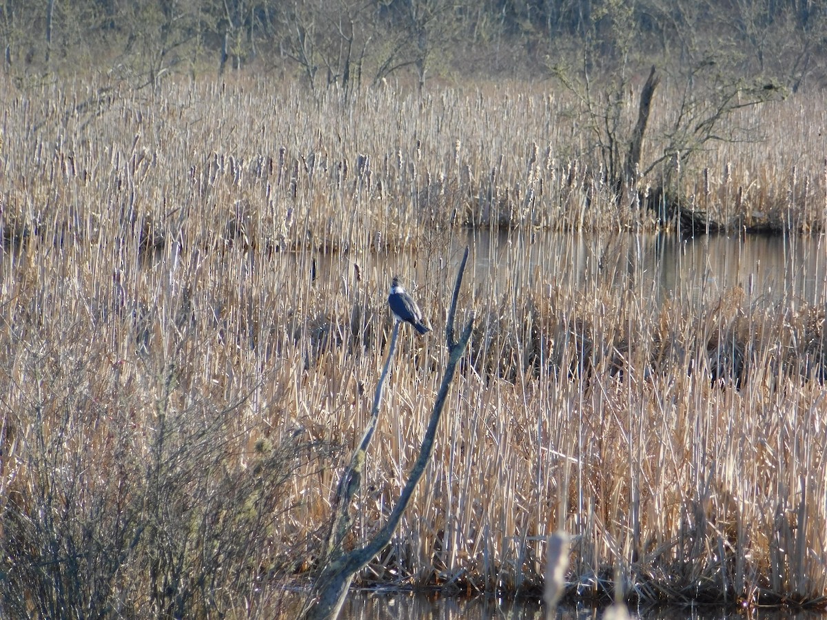 Belted Kingfisher - ML53050421