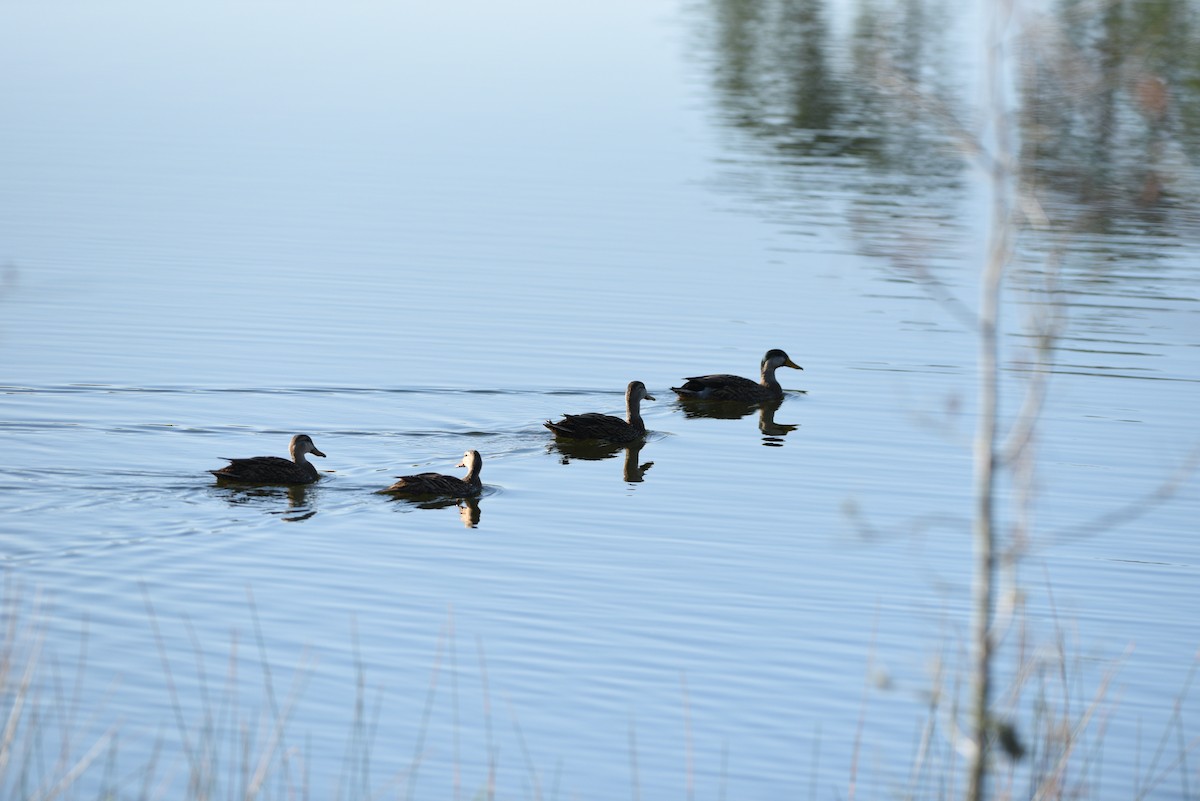 Mottled Duck (Florida) - ML530504951