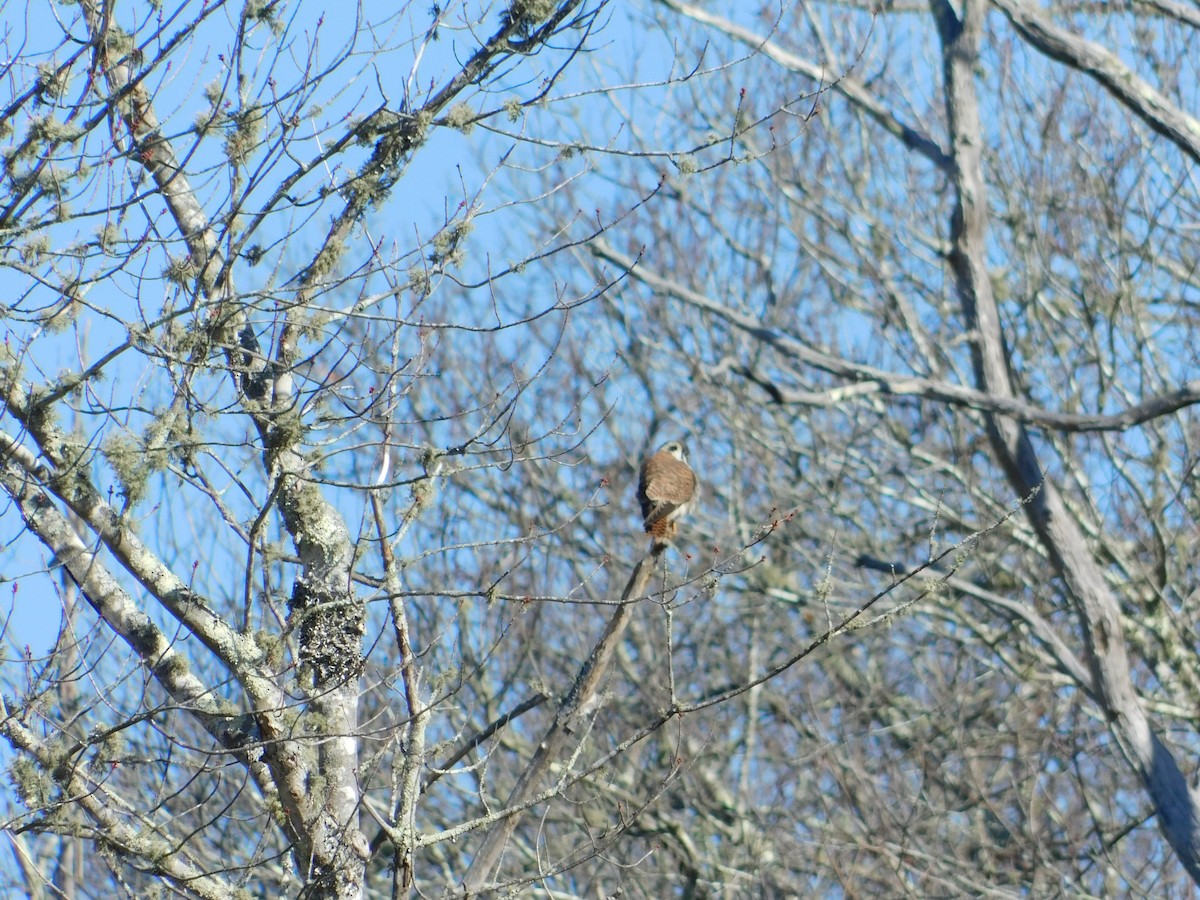 American Kestrel - ML53050531