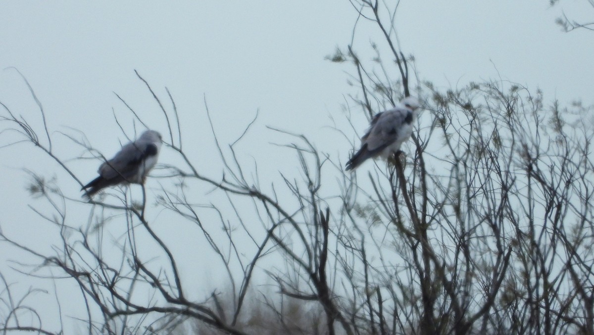 White-tailed Kite - ML530505871