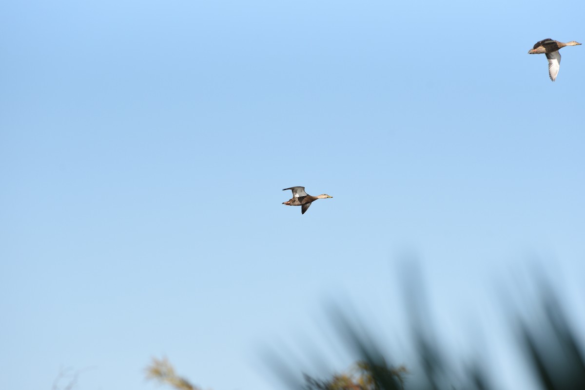 Mottled Duck (Florida) - ML530506101