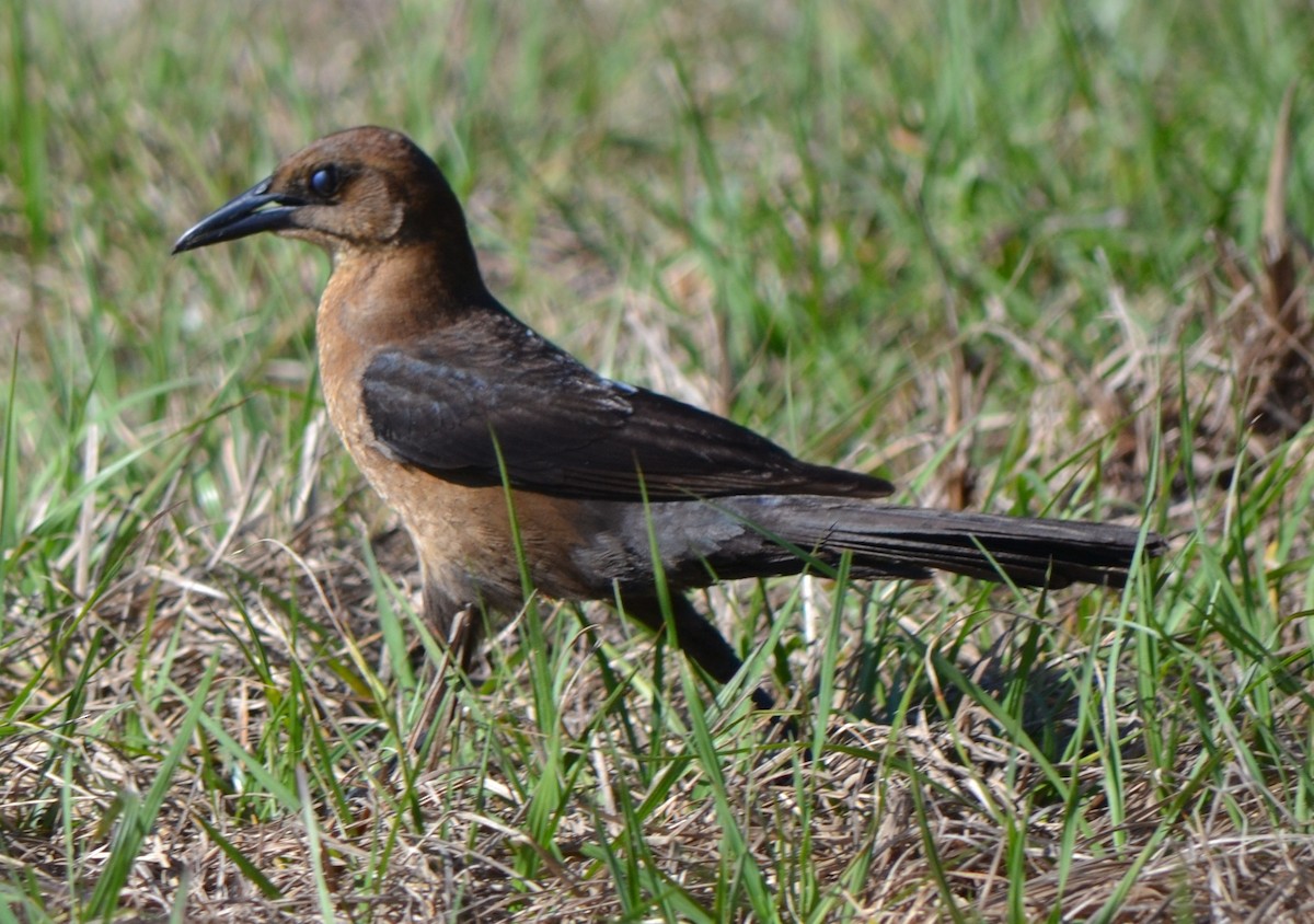 Boat-tailed Grackle - ML53050631