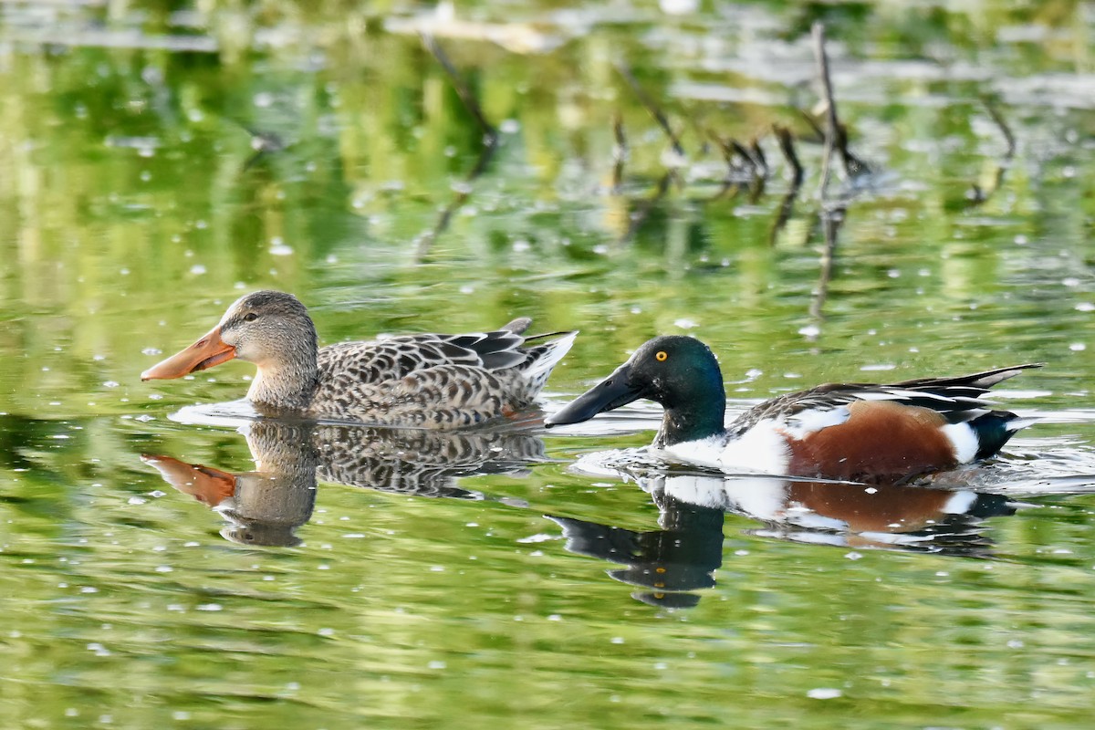 Northern Shoveler - ML530506311