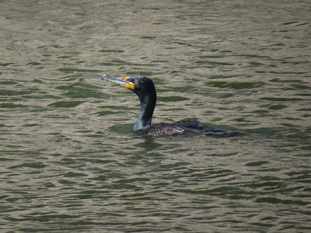 Double-crested Cormorant - ML53050691