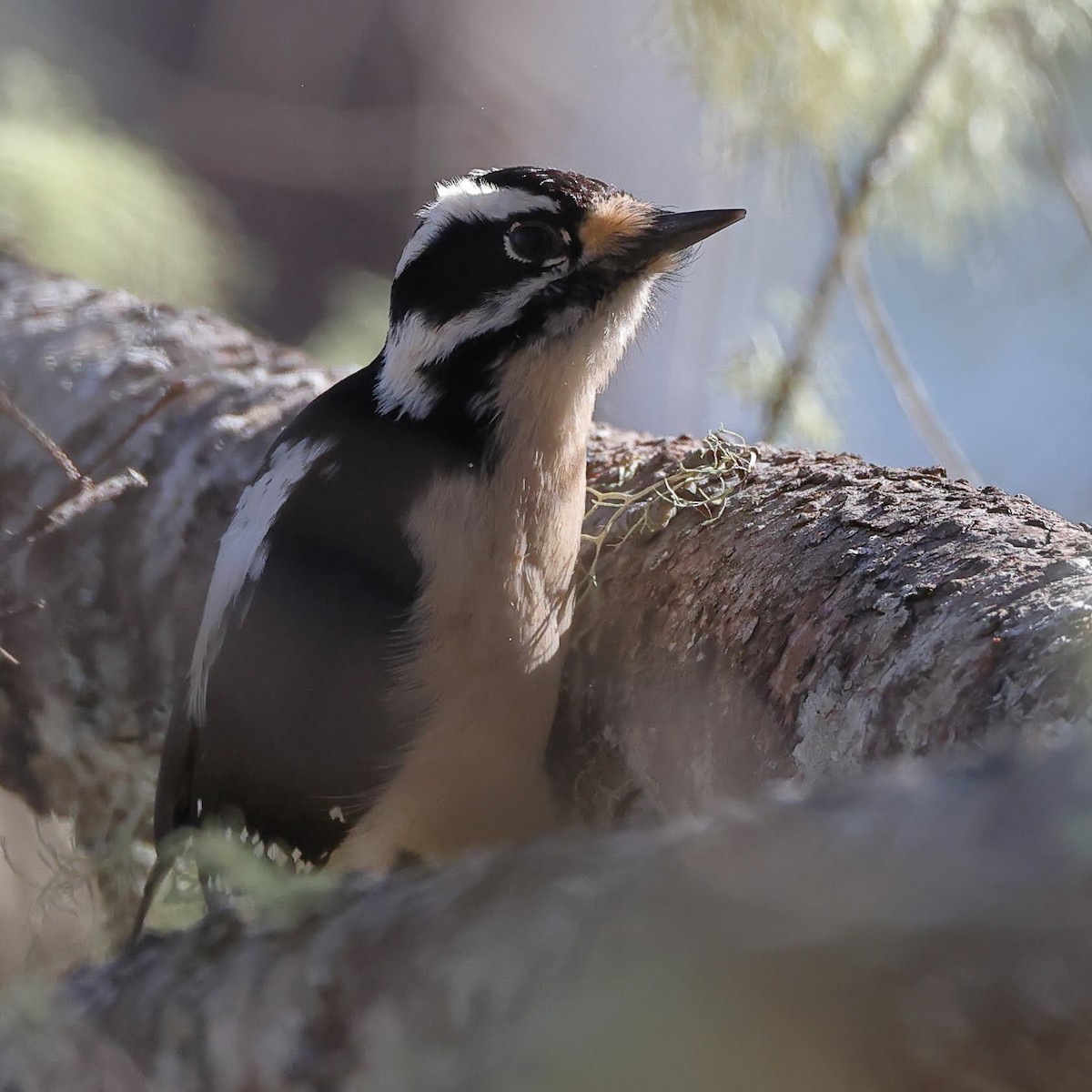 Downy Woodpecker - ML530508181