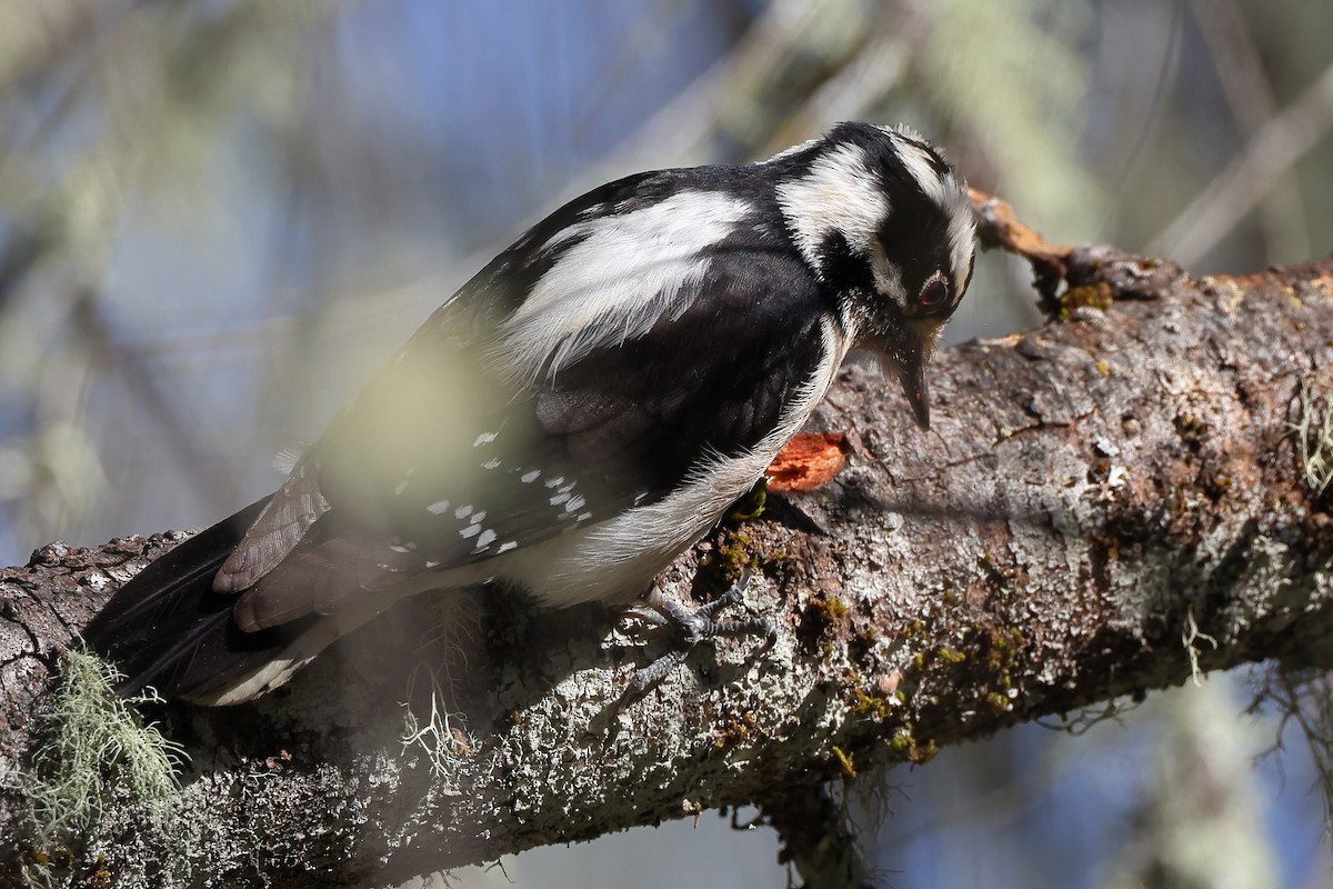 Downy Woodpecker - ML530508201