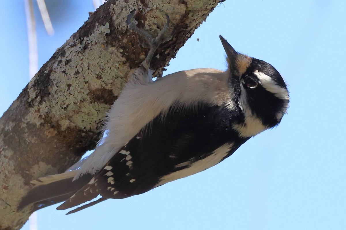 Downy Woodpecker - ML530508211