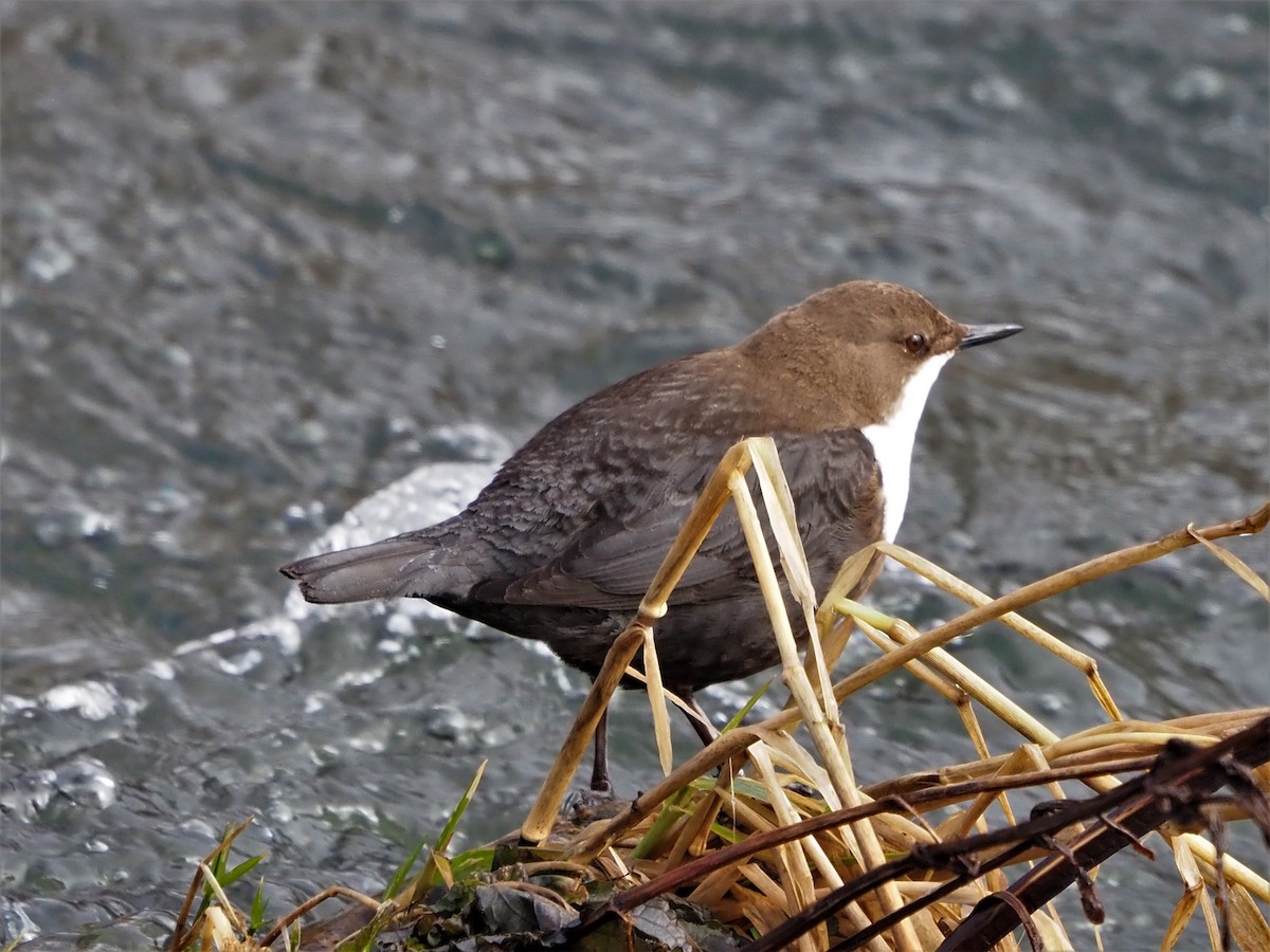 White-throated Dipper - Rafael Hermosilla Ortega