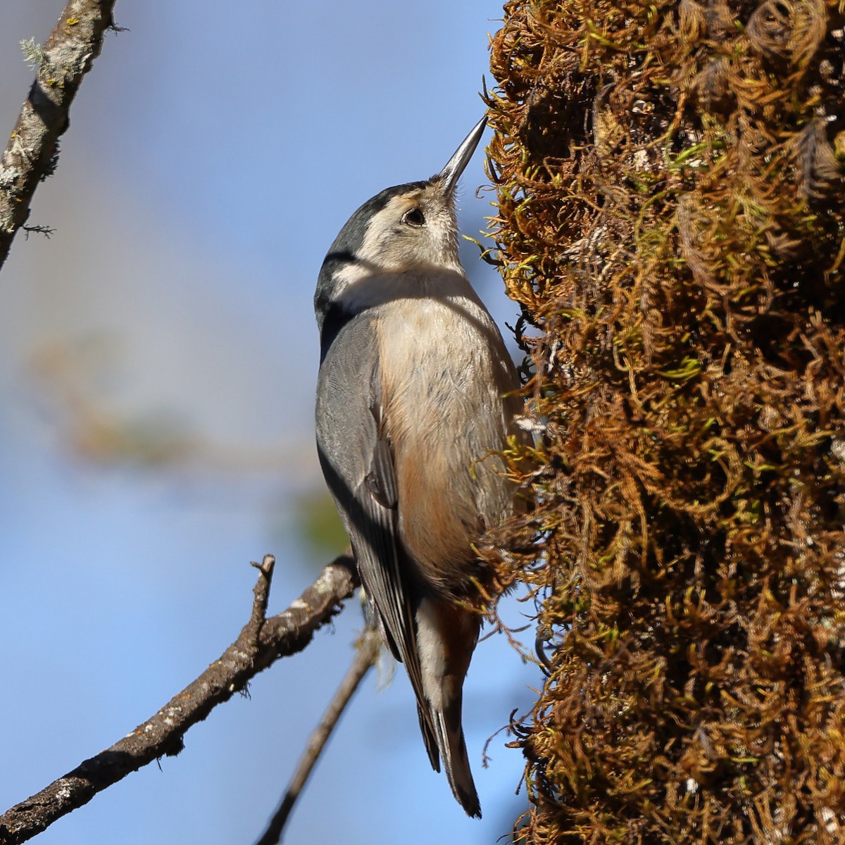 White-breasted Nuthatch - ML530508521