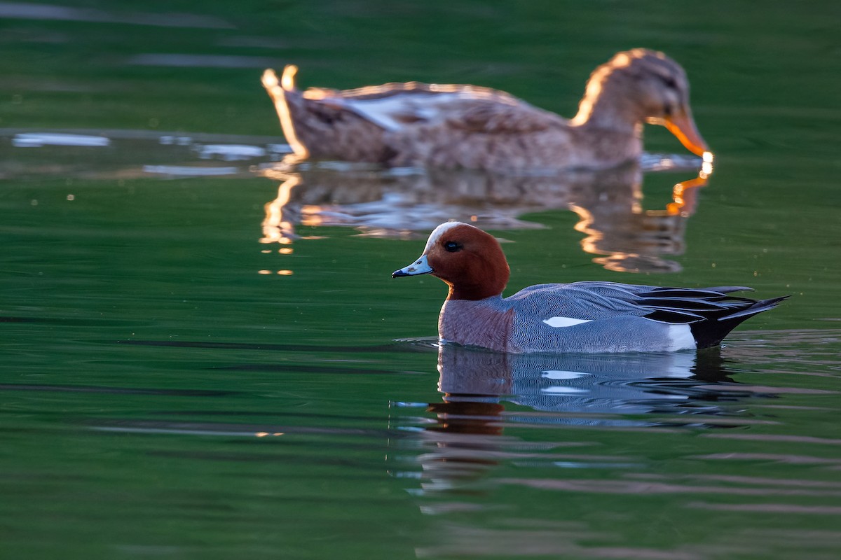 Eurasian Wigeon - ML530508641