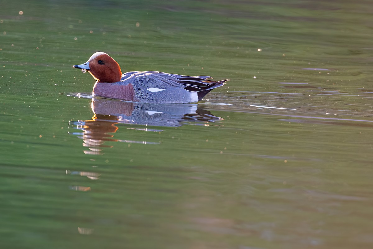 Eurasian Wigeon - ML530508651