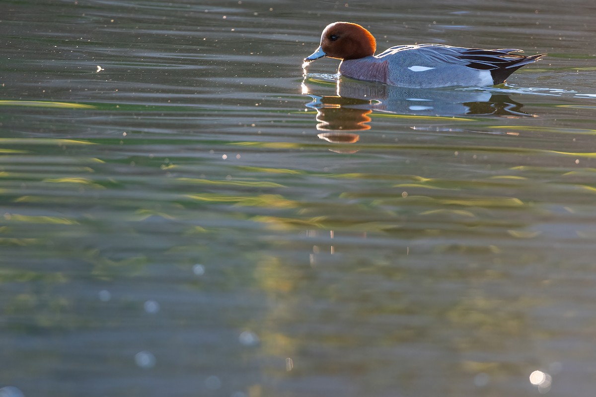 Eurasian Wigeon - ML530508661