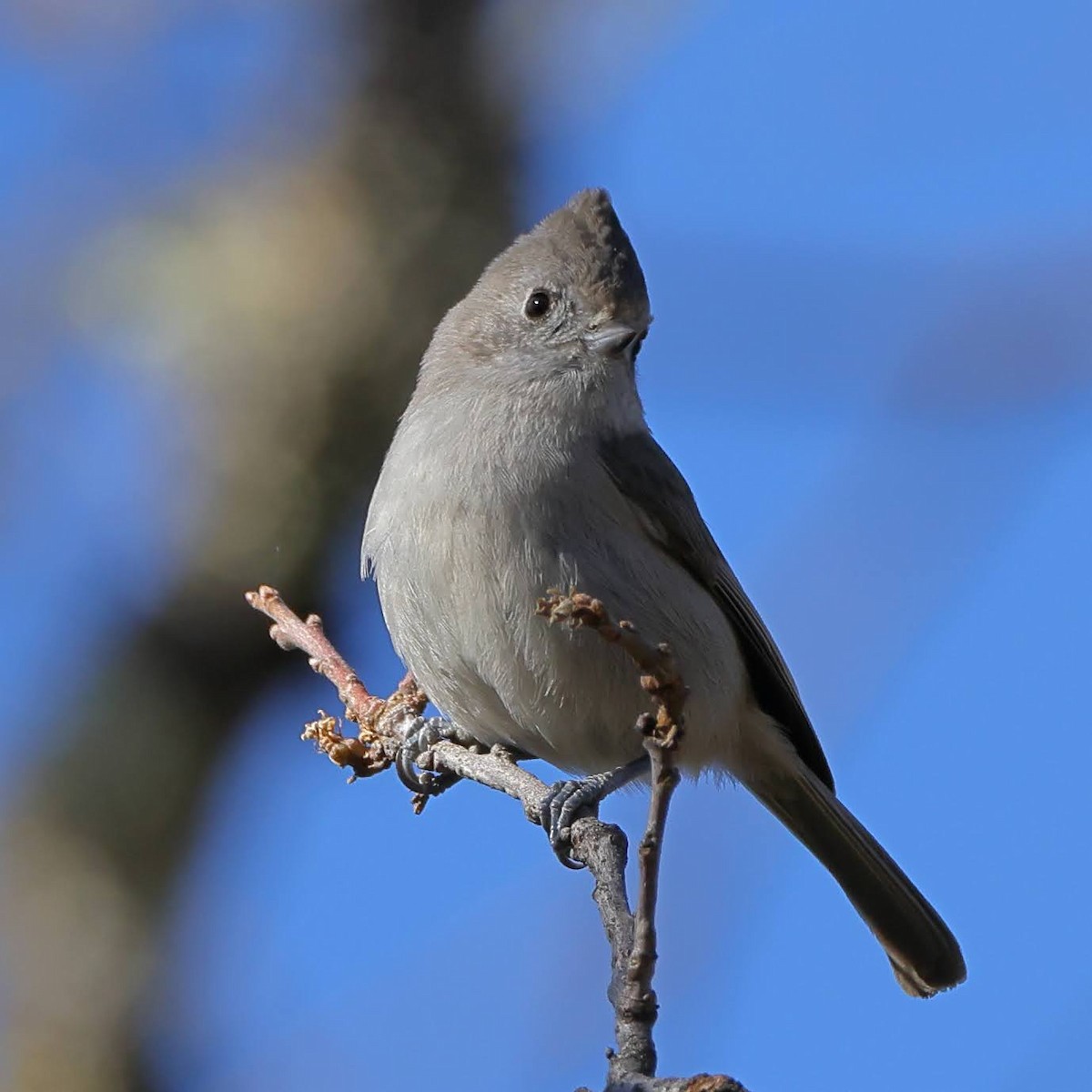 Oak Titmouse - ML530508701