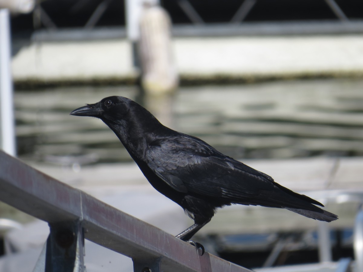 American Crow - ML53050871