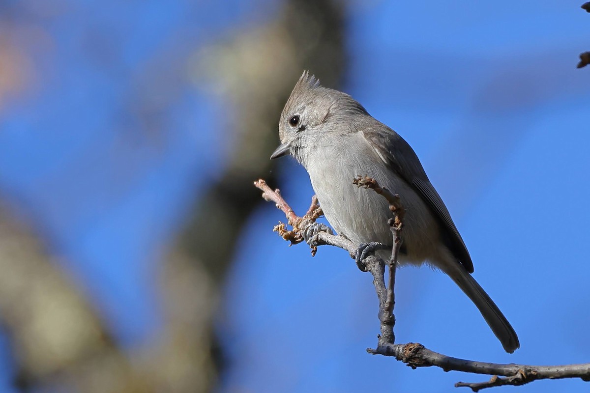 Oak Titmouse - ML530508911