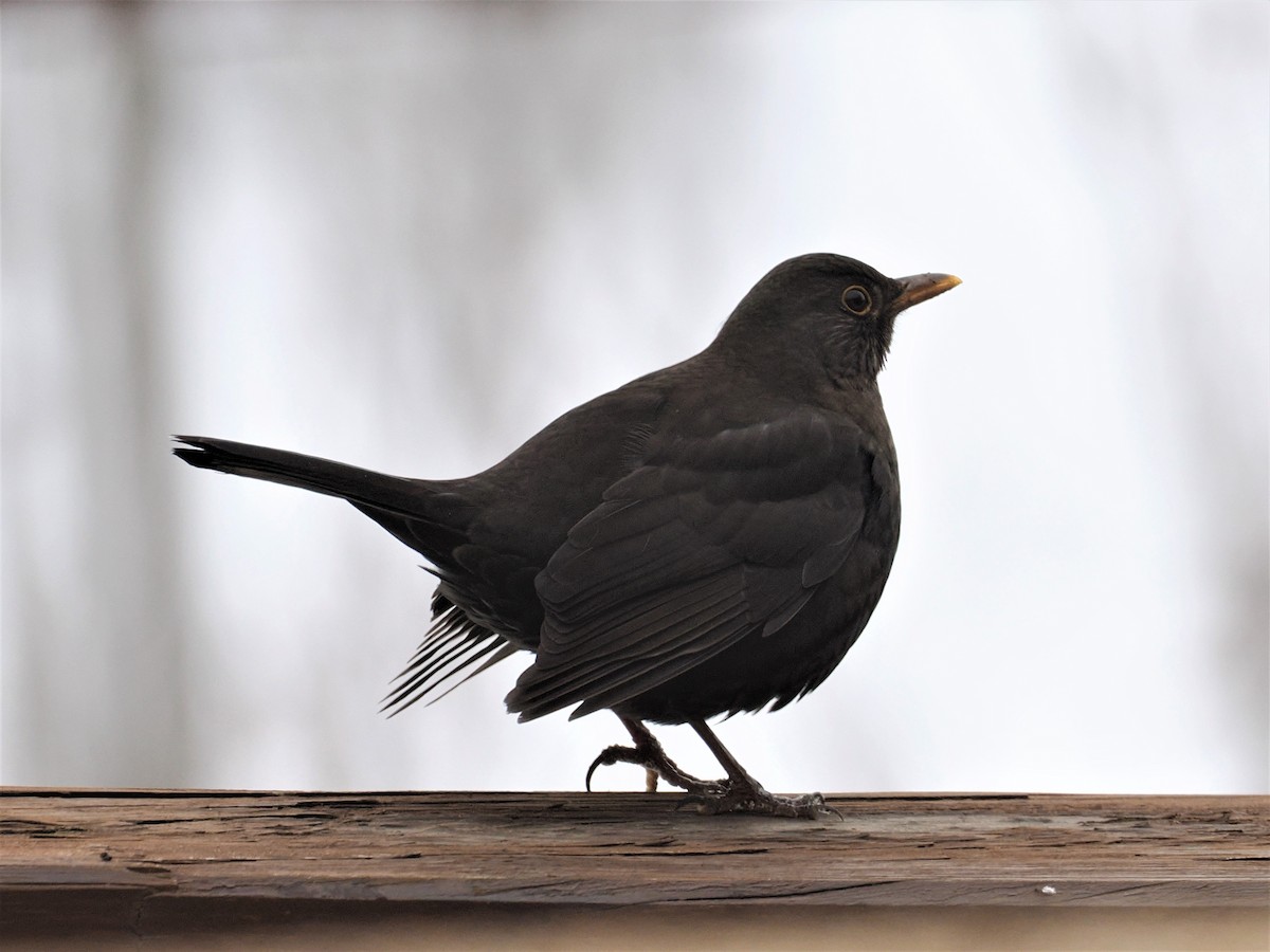 Eurasian Blackbird - ML530509241