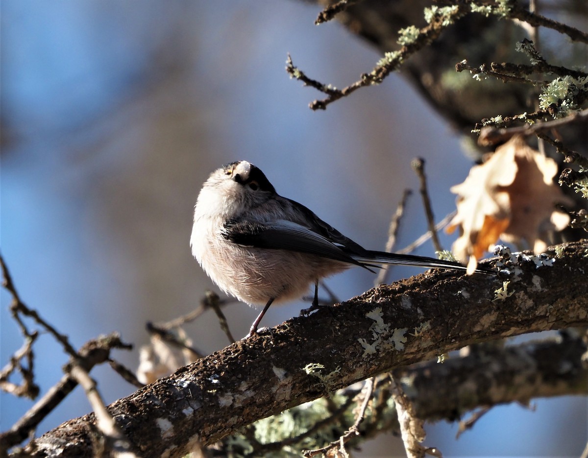 Long-tailed Tit - ML530510051