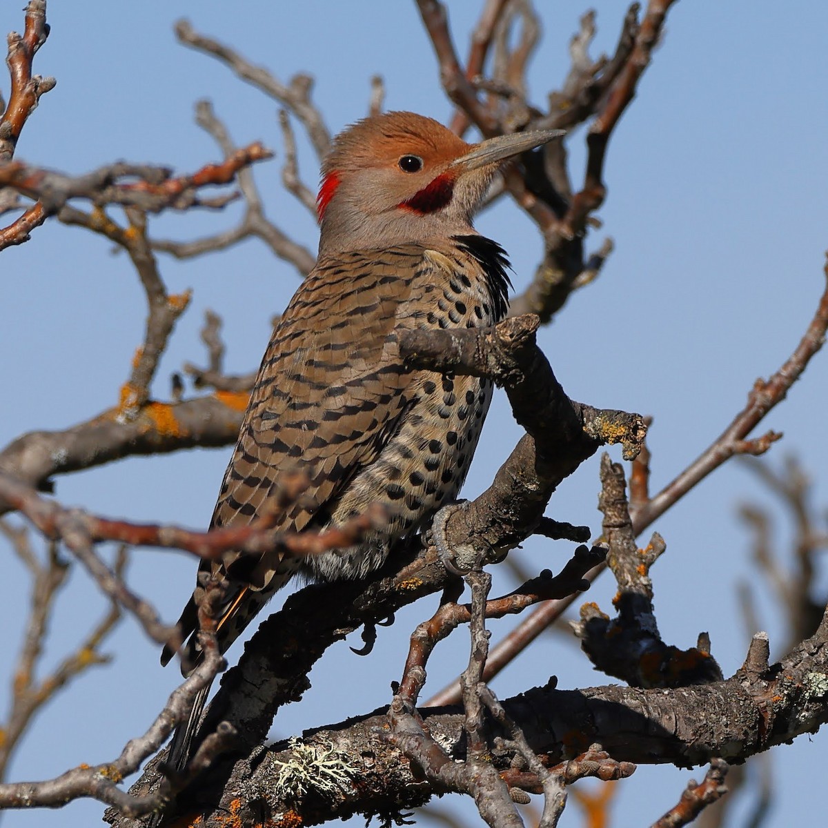 Northern Flicker (Yellow-shafted x Red-shafted) - ML530510061