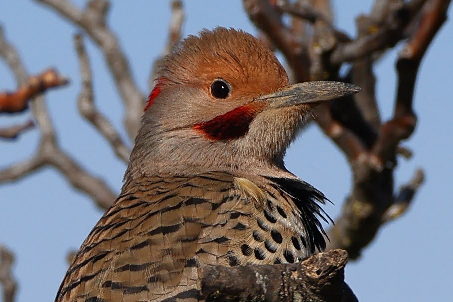 Northern Flicker (Yellow-shafted x Red-shafted) - ML530510081