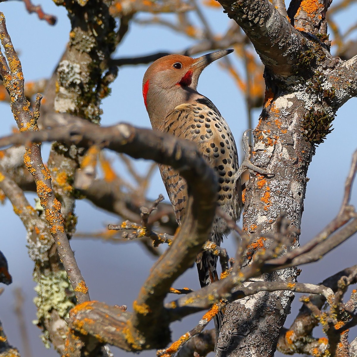 Northern Flicker (Yellow-shafted x Red-shafted) - ML530510111