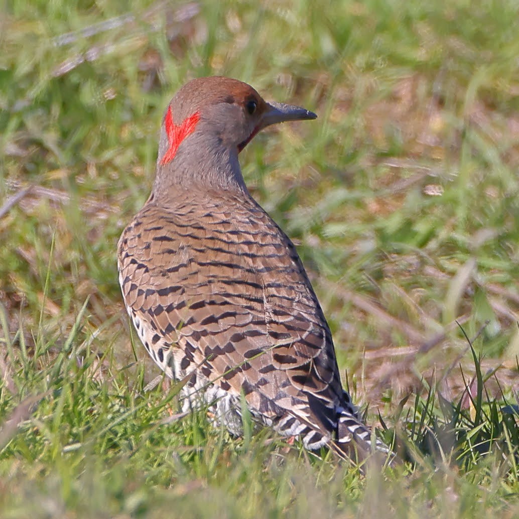 Northern Flicker (Yellow-shafted x Red-shafted) - ML530510161