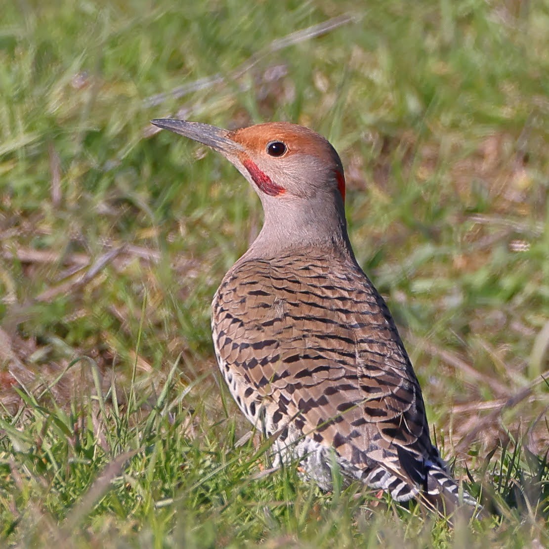 Northern Flicker (Yellow-shafted x Red-shafted) - ML530510191