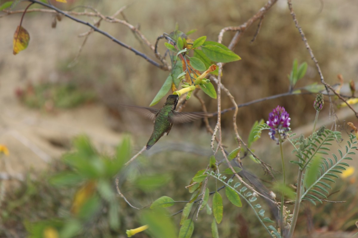 Anna's Hummingbird - ML530510721