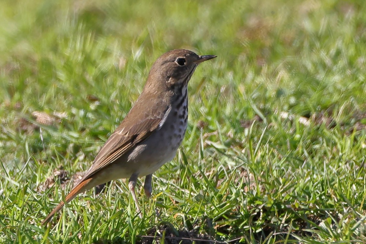 Hermit Thrush - ML530510861