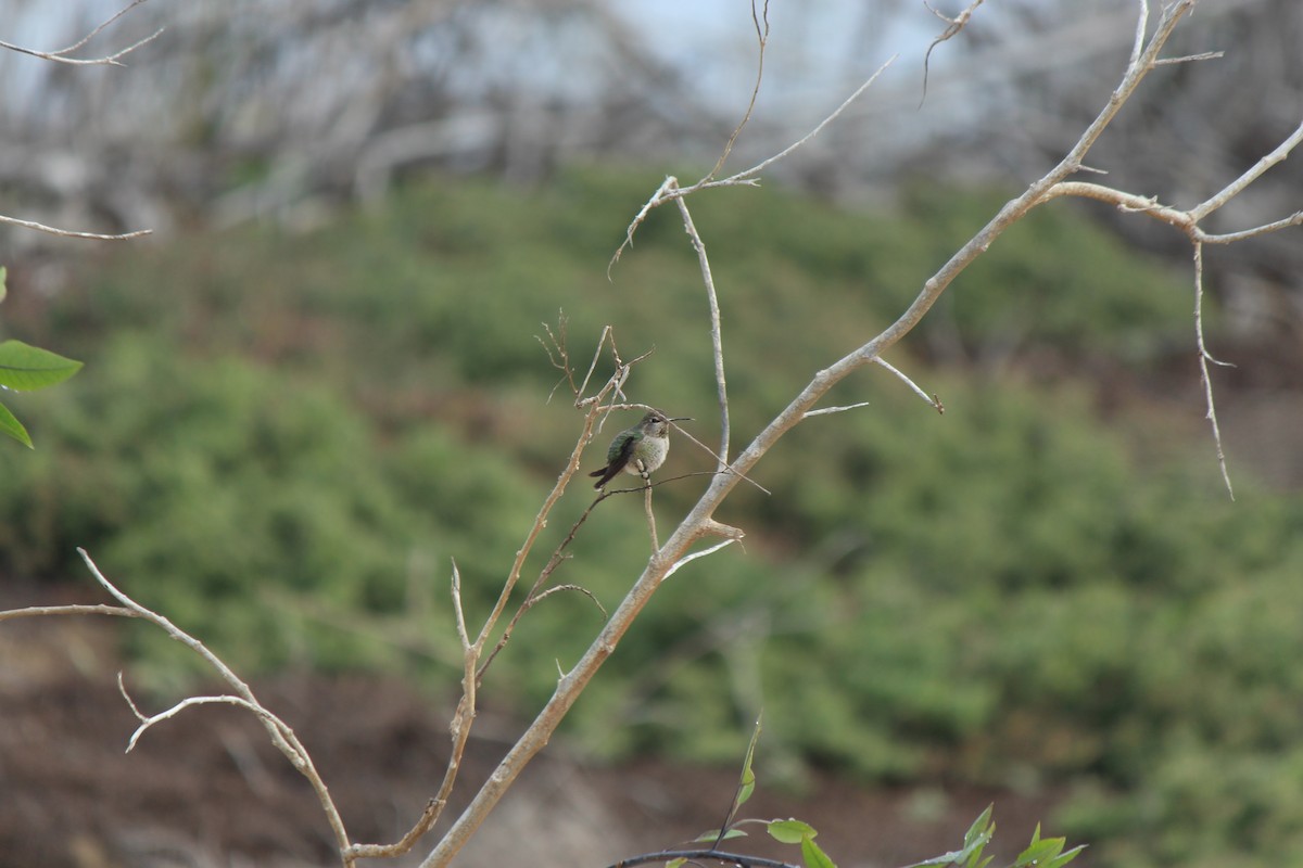 rødmaskekolibri - ML530510911