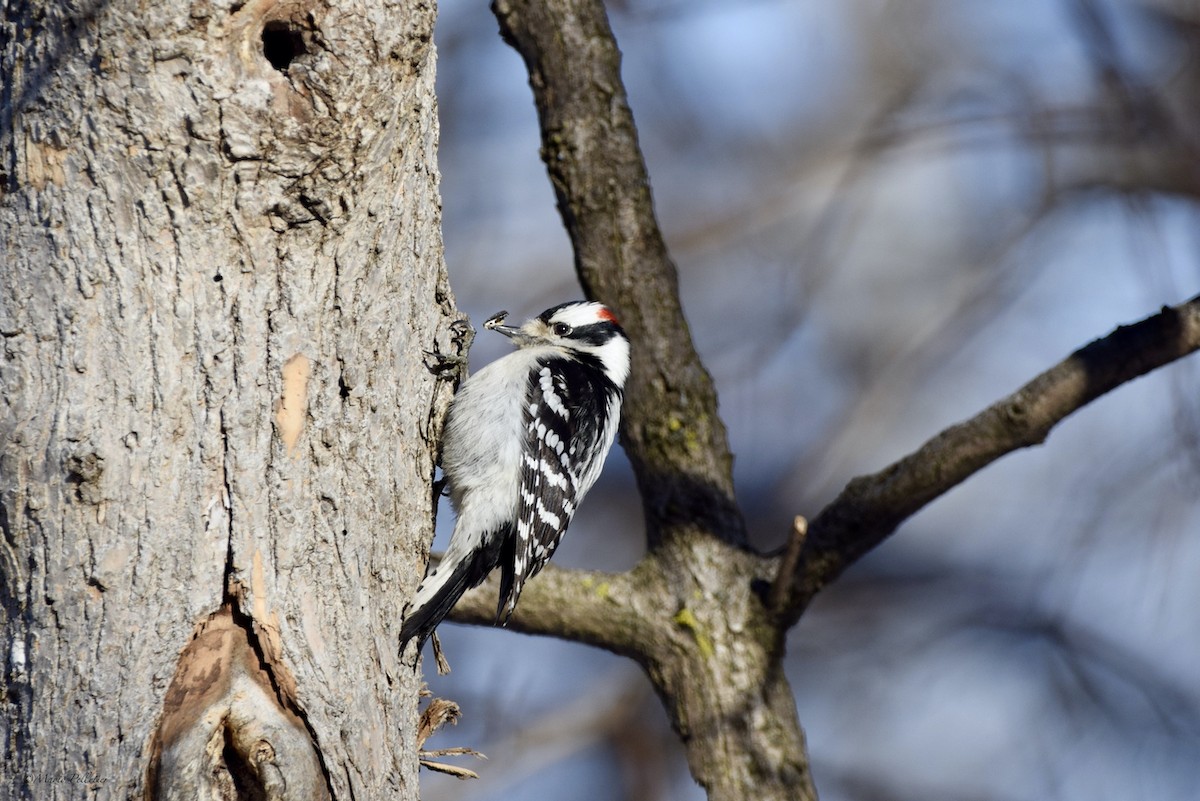 Downy Woodpecker - Mario Pelletier