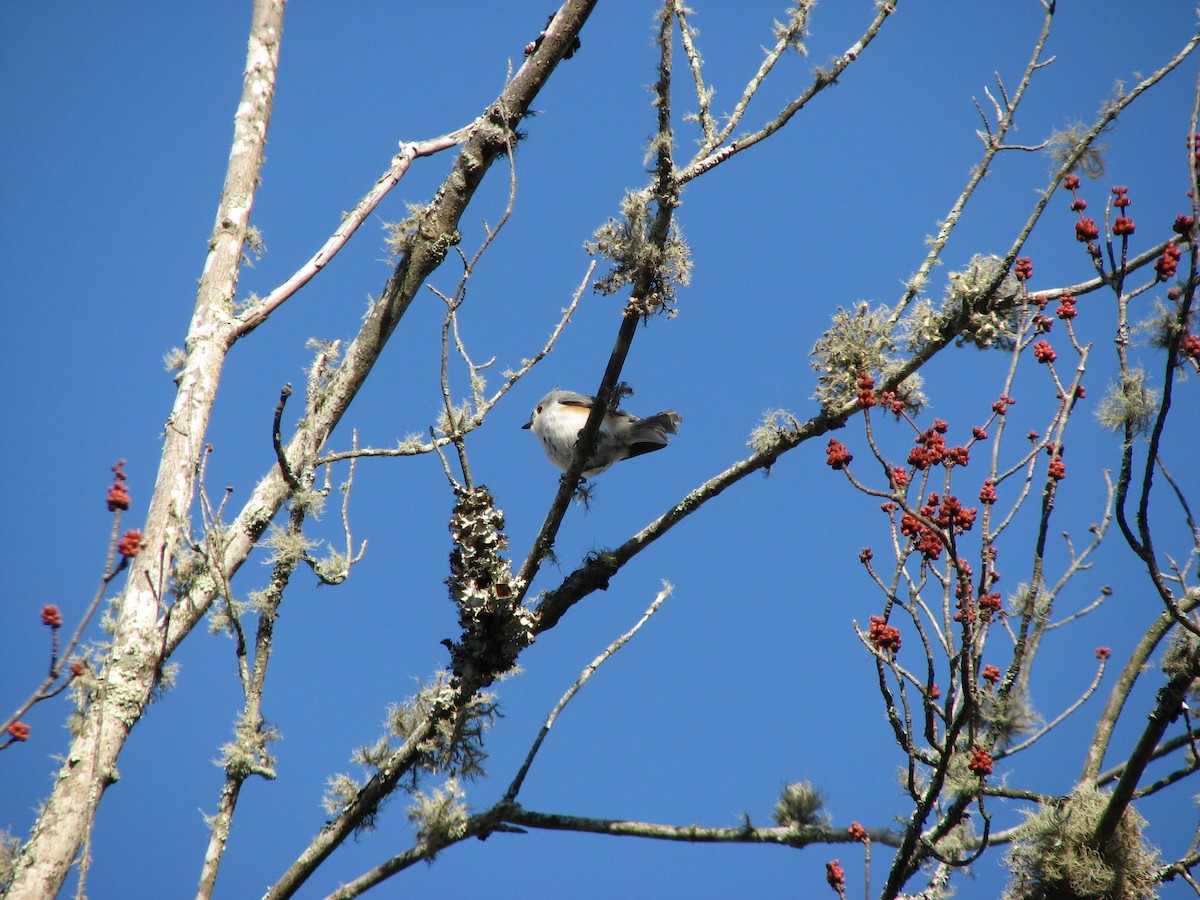 Tufted Titmouse - ML53051551