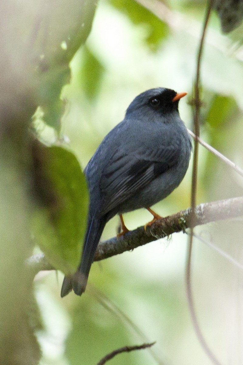Black-faced Solitaire - ML530516031