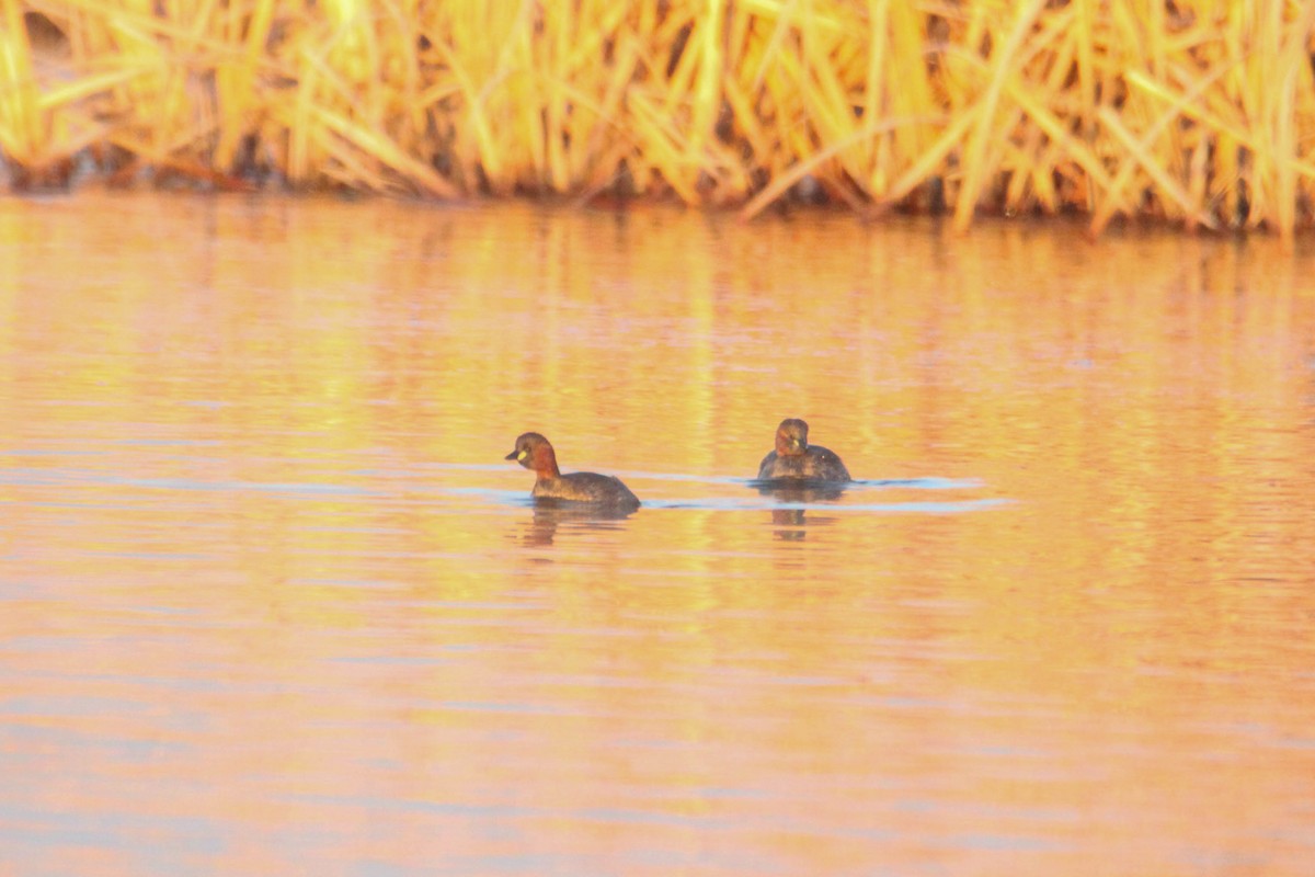 Little Grebe - ML530517681