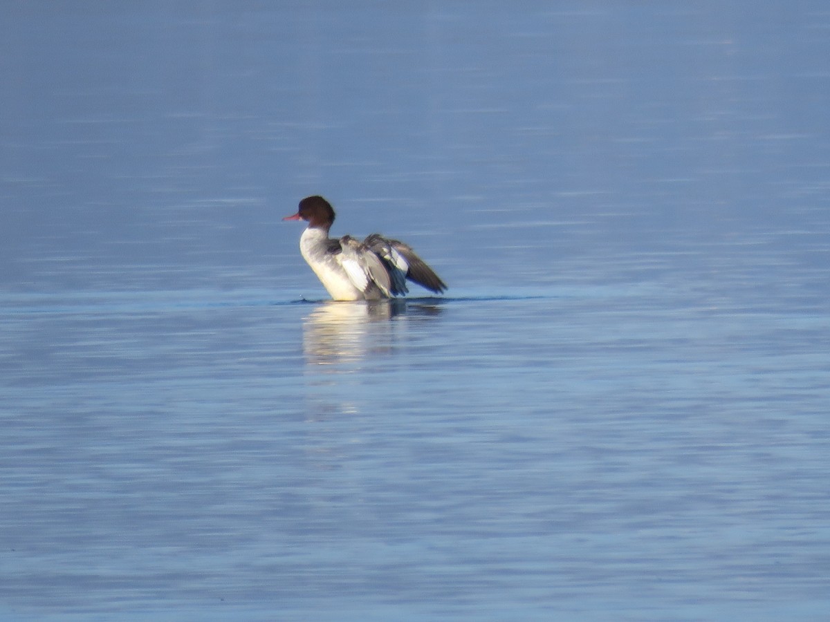 Common Merganser - ML530518991