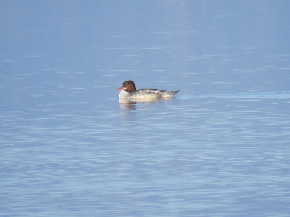 Common Merganser - ML530519041