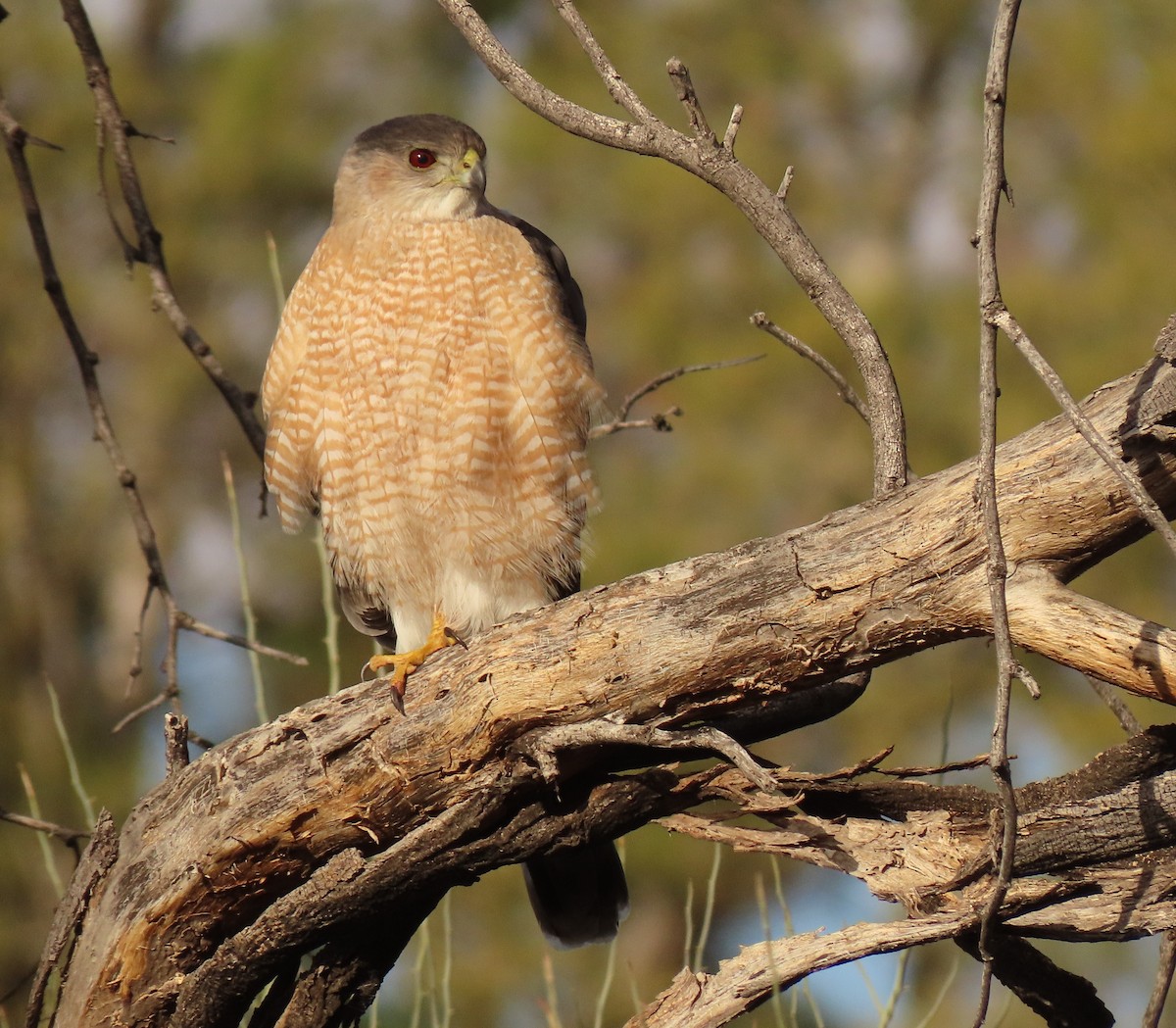 Cooper's Hawk - ML530519731