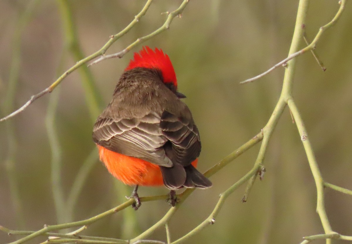 Vermilion Flycatcher - ML530520041