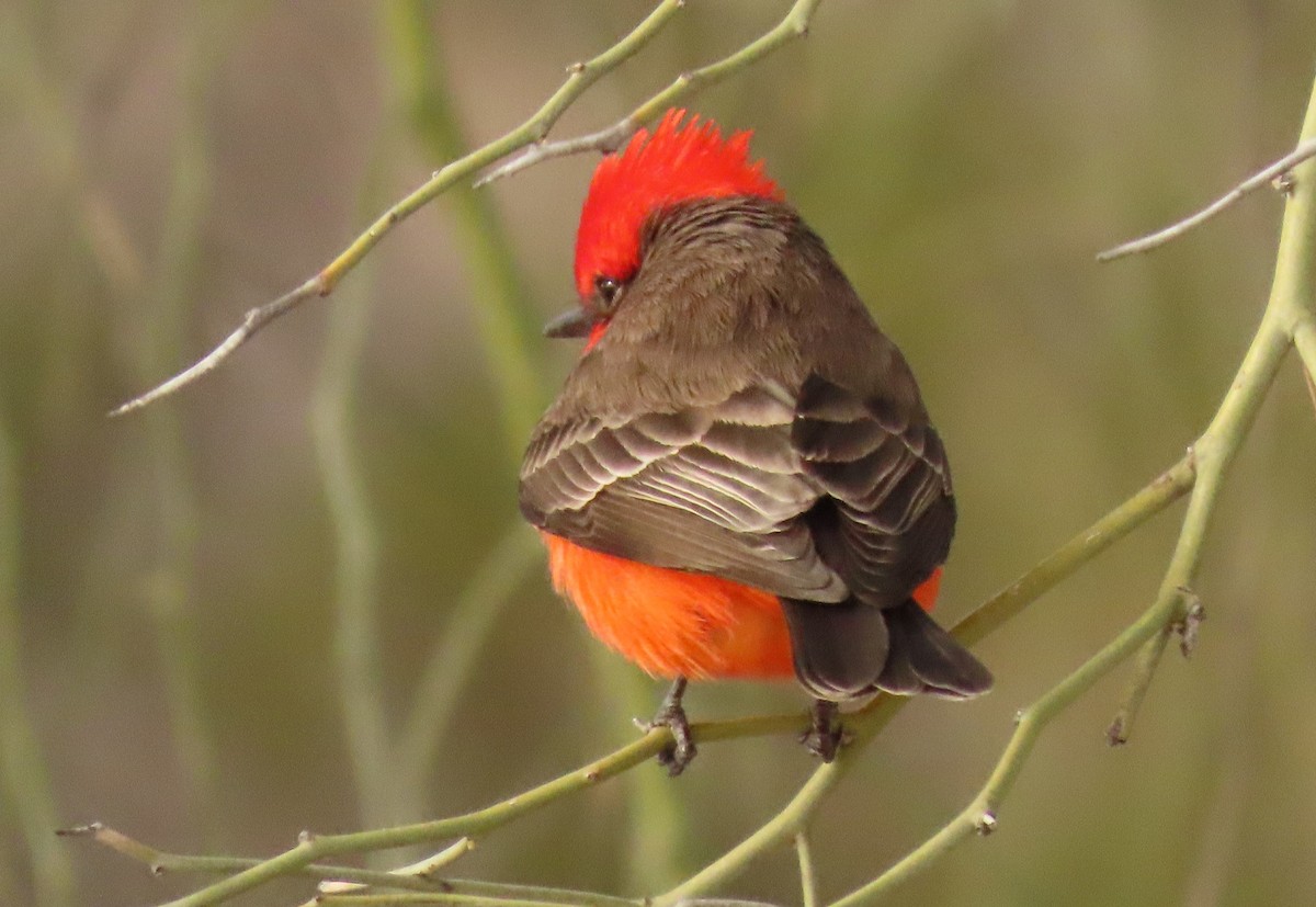 Vermilion Flycatcher - ML530520151