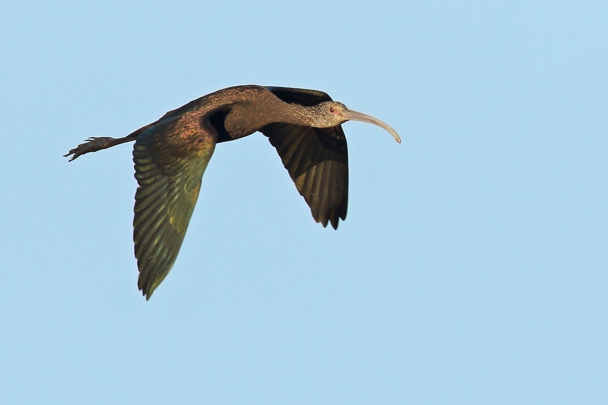 ibis americký - ML53052021
