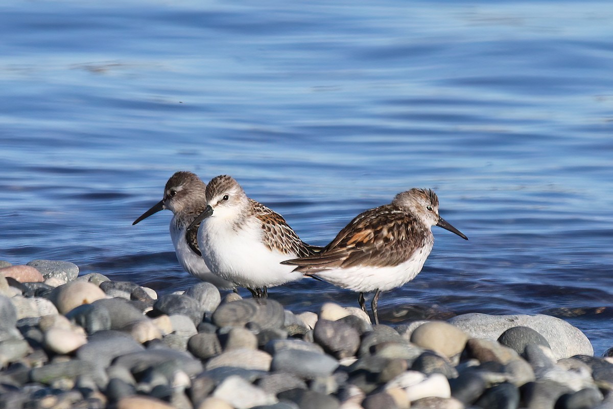 Western Sandpiper - David Lang