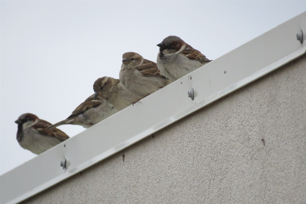 House Sparrow - ML53052031