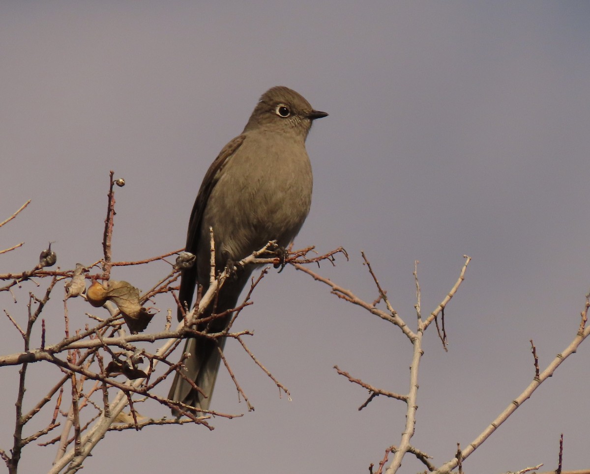 Townsend's Solitaire - ML530520491