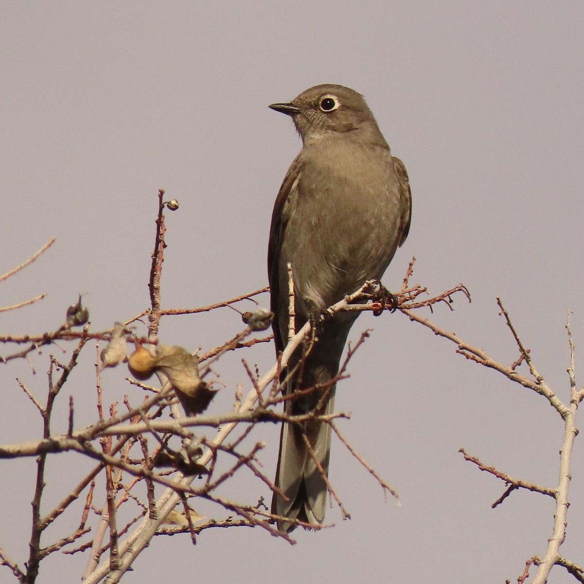 Townsend's Solitaire - ML530520621