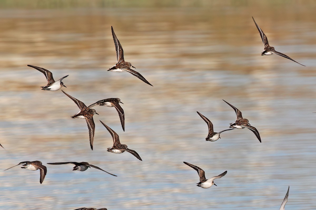 Western Sandpiper - David Lang