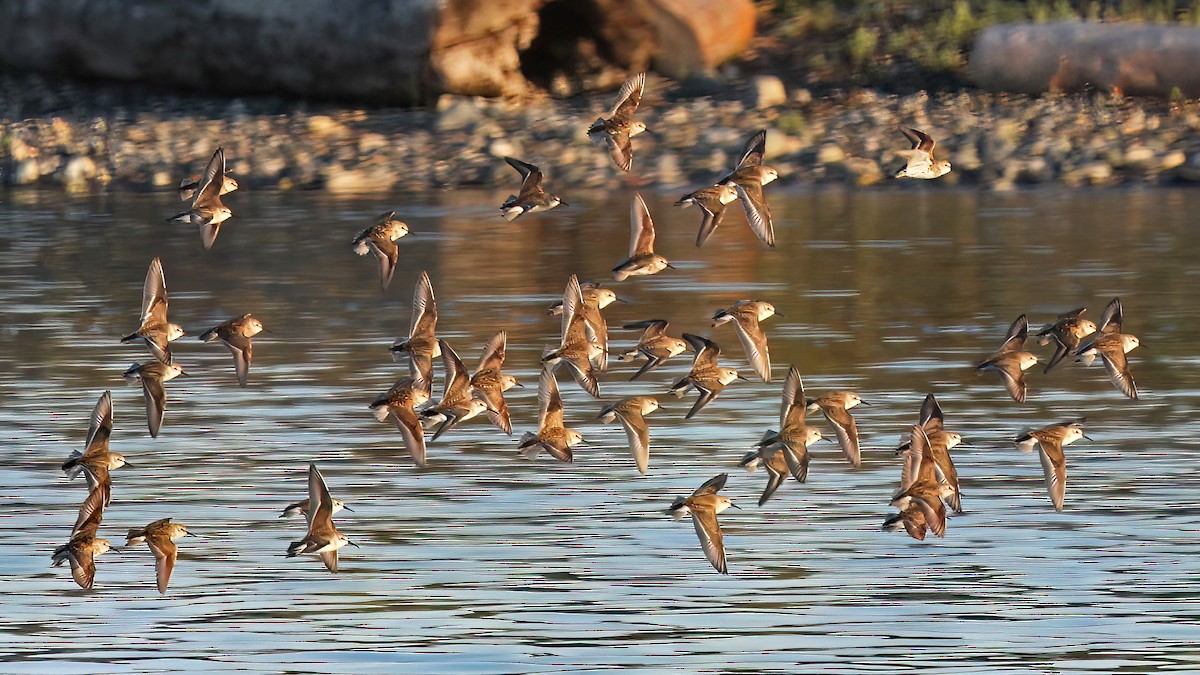 Western Sandpiper - David Lang